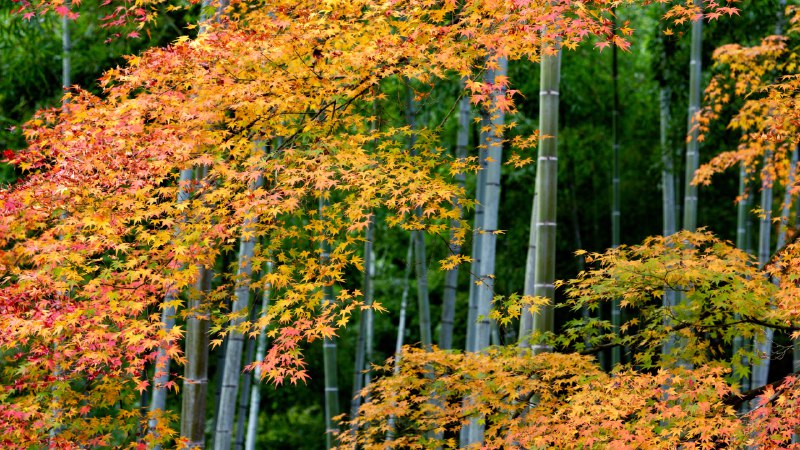 Where bamboo breathes and maples blazeColorful maple leaves and bamboo forest in Arashiyama, Kyoto, Japan (© DoctorEgg/Getty Images)