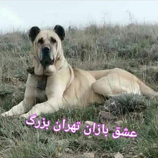 عشق بازان{{تهران بزرگ}}و{{شهریار}}