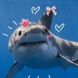 Котлетка из акулы🦈