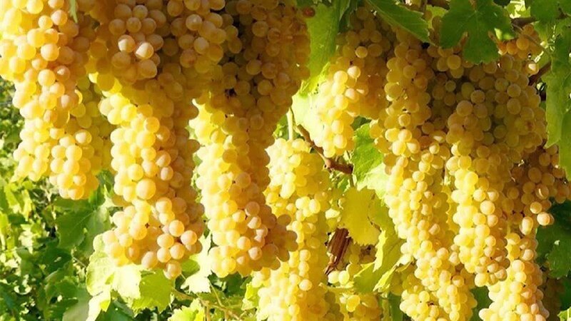 باشگاه خبرنگاران جوان خراسان جنوبی: 💫 یکشنبه☀️ ۲۵ مرداد ۱۴۰۵ هجری شمسی 🌙 ۳ ربیع الاول ۱۴۴۸ هجری قمری 🌲 ۱۶ آگوست ۲۰۲۶میلادی🆔 @yjc_skh