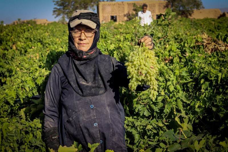 خراسان آنلاین: برداشت انگور؛ شهریور 1405 روستای زیبای هفتخانهعکاس: مهدی هادویخراسان آنلاین کاشمر@khorasanonline_kashmarبرداشت انگور؛ شه