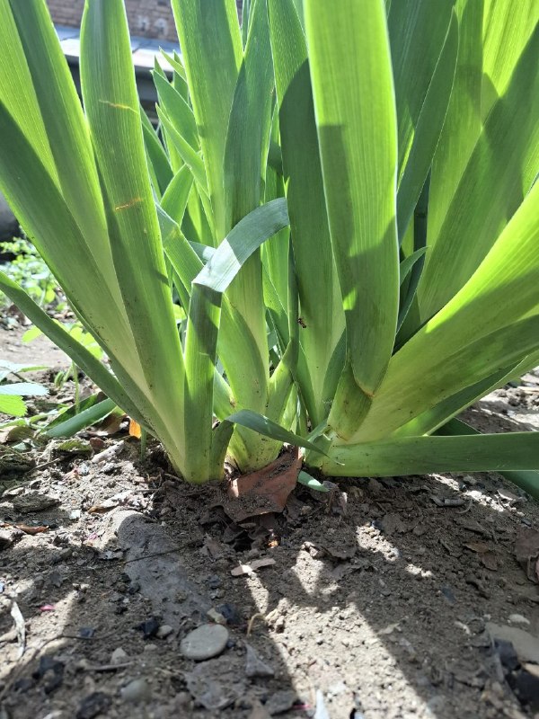 Ирисы 5 л — фото 1