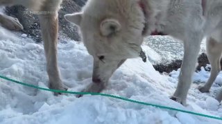 Собака утащила камеру стоимостью 700 долларов у журналистов Associated Press в Гренландии и включила кнопку записи видео.«Мы делали съемку с собачьими упряжками в Гренландии, за Полярным кругом, когда поняли, что одна из наших камер пропала. И мы с Женей, 