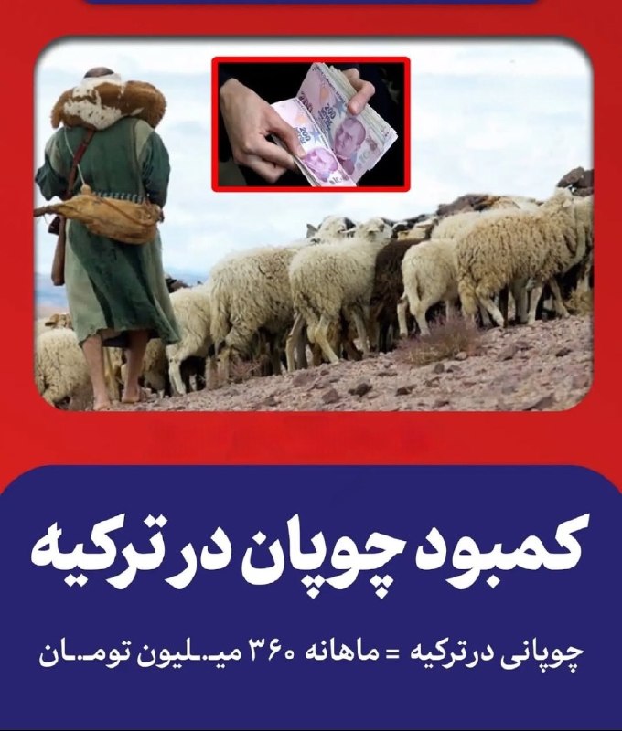 ناب کوییز | Nab Queiz: ترکیه چوپان استخدام میکنه با حقوق ماهی 360 میلیون.
