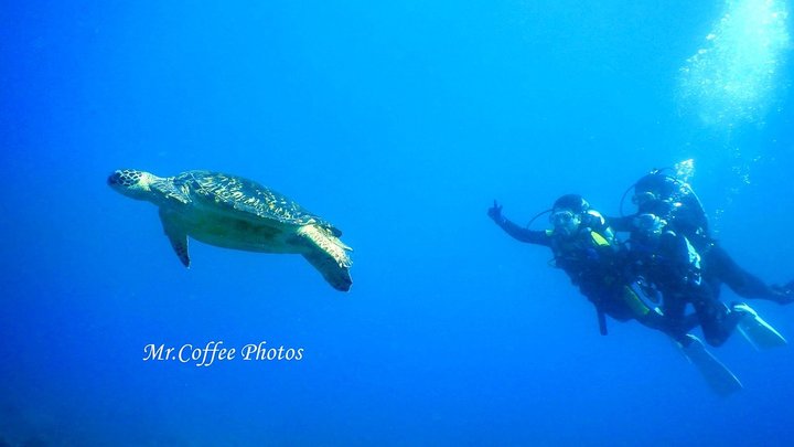 【小琉球3天2夜】進入水面下的世界，來去看海龜囉！