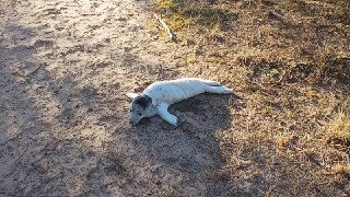 Полицейские в Латвии помогли заблудившемуся тюлененку вернуться в море — Delfi«Маленький тюлень заблудился и не мог своими силами вернуться к морю на пляж. Прибывшие на указанное место полицейские застали спящего тюлененка под соснами. Он был здоров — стра