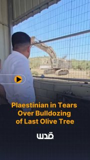 “They Uprooted the Last Olive Tree on My Land”

Palestinian resident Khalil Al-Far, shed tears as he watched Israeli bul… - news image