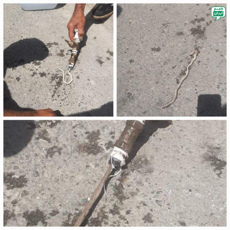 خبر تهران: اتفاقی نادر در یکی از روستاهای جاده چالوس / ورود مار به لوله آب !پس از دو روز قطع آب در منزل یکی از اهالی روستای ورزن، ب