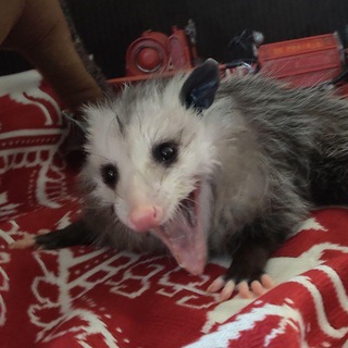 Opossum screamo Telegram channel profile photo