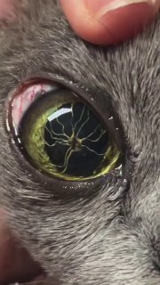A rare but usually harmless eye variation in some Burmese cats that looks like a tiny spider across the pupil.Science and facts💡