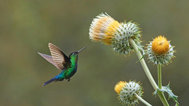 传播花粉绿顶辉蜂鸟与巨型蓟，穆埃尔特山，哥斯达黎加 (© adrian hepworth/Alamy Stock Photo)