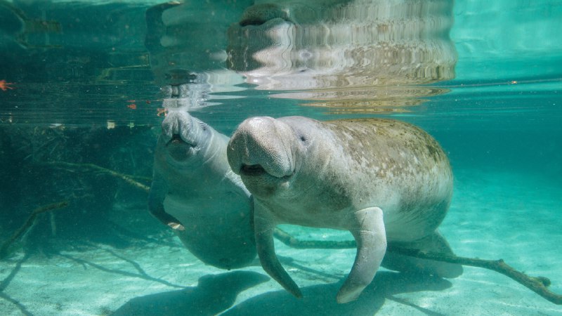 A slow reminder for a fast worldMother manatee and calf, Crystal River, Florida (© Gregory Sweeney/Getty Images)