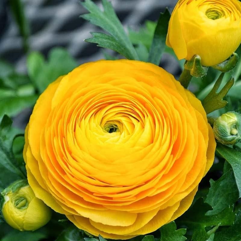 کانال خبری مطبوعات در شهر: 🍃🌺سلام روز زیباتون بخیریه دعای خیر از ته دلیک روز پر از شادی یک زندگی آروم یک تن سالم یک دل بی غصه نصیب لحظه ها تون@shaf