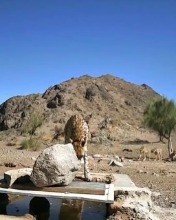 On Thursday, October 22, the Director General of Environmental Protection of Samnan Province announced the recording of images of a female cheetah "Talkhab" (Khorshid) along with her cubs by Talhai cameras in Turan National Park.