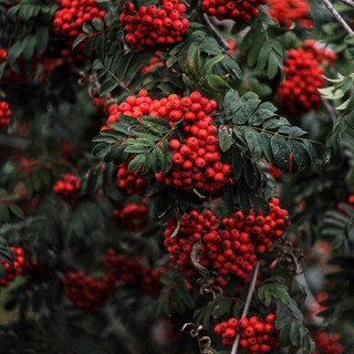 ℂ𝕙𝕣𝕚𝕤𝕥𝕚𝕒𝕟 𝕤𝕠𝕟𝕘𝕤 Telegram Group Link