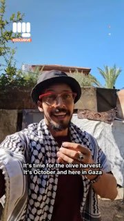 אוספים זיכרונות: זיתים בעזה מסיק הזיתים בעזה מותקף מאז תחילת רצח העם. בזמן שאנו מדברים, רק 1.5% מהקרקע החקל…