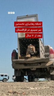 אומיט, נקבת אמור או נמר סיבירי, שוחררה בשמורת הטבע איל-בלכש בקזחסטן כחלק מתוכנית לשיקום אוכלוסיית הנמרים הל…