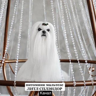 maltese__kennel_olga_kibeka