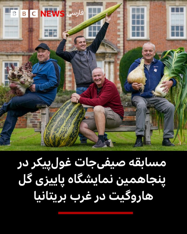 The Harrogate Autumn Flower and Plant Show in Ripon, West Britain, which celebrated its 50th year this year, also had a giant cypress competition.