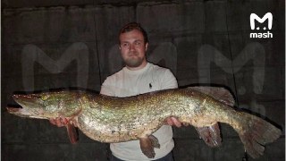 Подписчик хвастается 9-килограммовой гига-щукой, выловленной у Москвы-Сити. Мы поверили.Александр вытащил речного монстра из Москвы-реки. Закинул спиннинг с "мандулой" — попал в трофей. Ловит с пяти лет, но такой улов — первый за 25 лет. Щуку тащили втроём