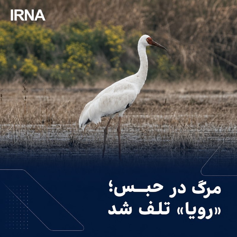 מוות בכלא; "החלום" אבד
