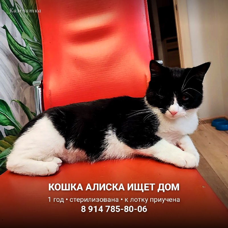 Алиска ищет дом.

Ей год. Кошечку нашли совсем...