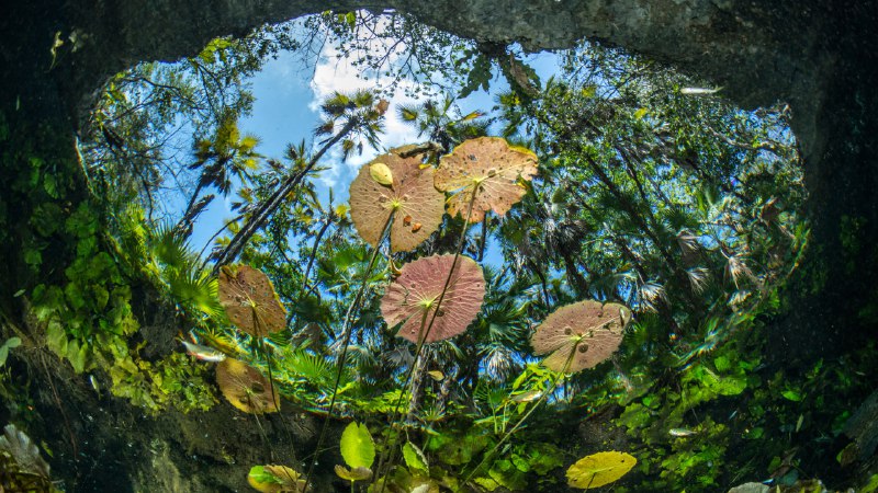 Wat-er wonderful world!Water lilies at the surface of Cenote Nicte-Ha, Tulum, Mexico (© Franco Banfi/NPL/Minden Pictures)