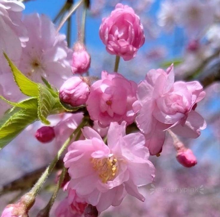 💜مًٌٍتًٌٍنًٌٍ ًٌٍنًٌٍوًٌٍشًٌٍتًٌٍهًٌٍ ًٌٍهًٌٍاًٌٍیًٌٍ ًٌٍدًٌٍلًٌٍتًٌٍنًٌٍگًٌٍیًٌٍ💜: نیایش صبحگاهی پروردگاراهر آن کس که به یادم هستبه یادش باشاگر کنارم نیست،کنارش باش اگر تنهاست، پناهش باشو اگر غم داشت،غمخ