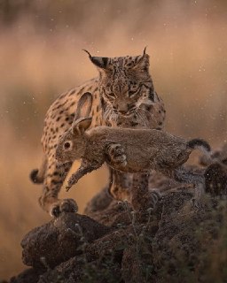 Начните свой день с подборки фоточек дикой природы от National Geographic: https://lentach.media/774mS