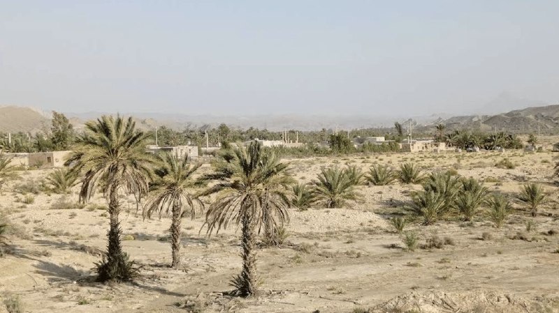 اخبار هرمزگان: نیمهکاره ماندن پروژه احیای نخیلات روستای سراح پس از یک دهه🔹پروژه تجمیع و احیای نخیلات روستای سراح از توابع بخش احمدی شه