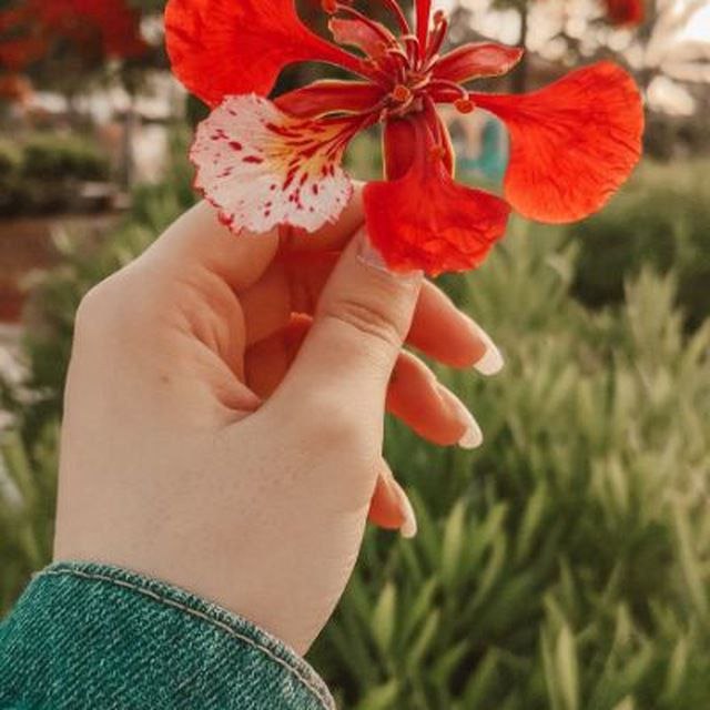 🌹کانال گل زیبا🌹: چه خوب است عزیزِ دلِ کسی باشی بی آن که بخواهی و برایش تلاشی کنیمن این ساده ترین حالتِ خوشبختی رابرایتان آرزو می کنم🪴.