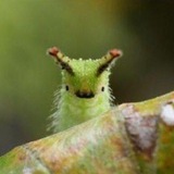 [РЕСТ] Сырнеки Шредингера🐛🐛👀👀👀🐛