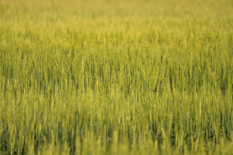 Los agricultores canadienses luchan contra la lluv