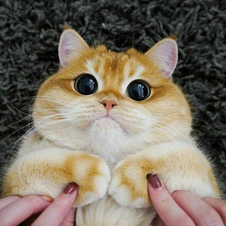 Cats😻 Telegram Group Link