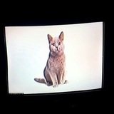 johnny :: meow-meow