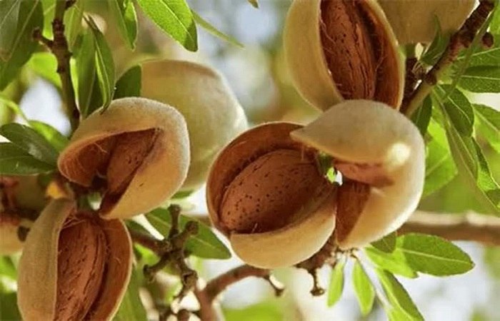 خبرگزاری صدا و سیما|قزوین: آغاز برداشت بادام در قزوین؛ پیشبینی تولید بیش از ۳۸۰۰ تن محصولمدیر باغبانی سازمان جهاد کشاورزی استان قزوین از آغاز بردا