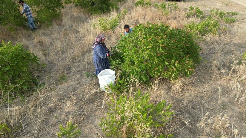 عصرتبریز: سماق هوراند؛ گنج سرخ آذربایجان در مسیر اشتغالزاییمنافی رئیس اداره جنگلداری و جنگلکاری اداره کل منابع طبیعی آذربایجان ش