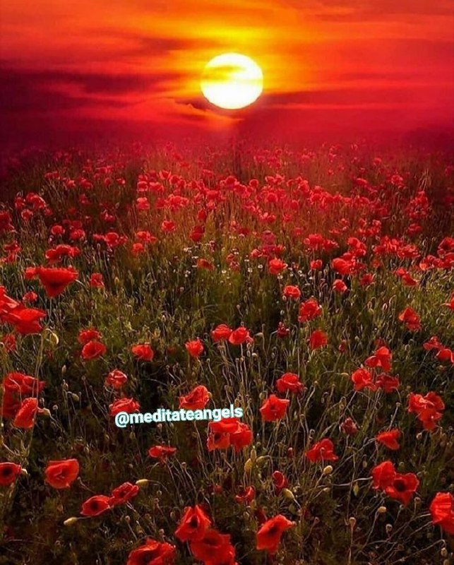 مدیتیشن فرشتگان: 🌻#طریق_دعا🖍 اگر با شک و تردید دعا کنیم و فقط احتمال بدهیم که خدا شاید دعاهایمان را مستجاب کند، به جایی نمی رسیم. ما باید
