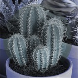 ⲊⲢⲒⲔⲈ