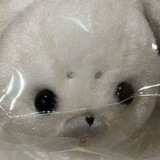 Plush toys confession