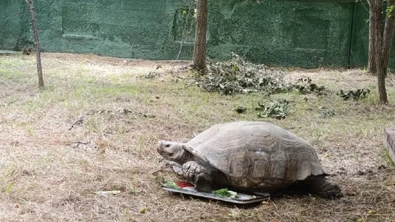 Парк львов "Тайган" и его обитатели ждут гостей, фото сделаны 21.06.26 — Скиф-Тур