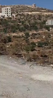 מתנחלים משחררים בעלי חיים בין עצי זית באזור ראס אל-עין בעיירה קוסרה, דרומית לשכם.