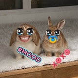 : кролики кф >_< .. 𓌔‌