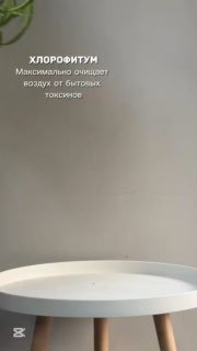 10 растений, который улучшает воздух дома Я В ДОМИКЕ Please open Telegram to view this post VIEW IN TELEGRAM - изображение 1 - telegram, view, растений