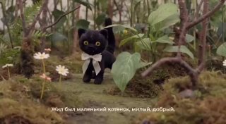 Притча о котенке и личных границах 😁