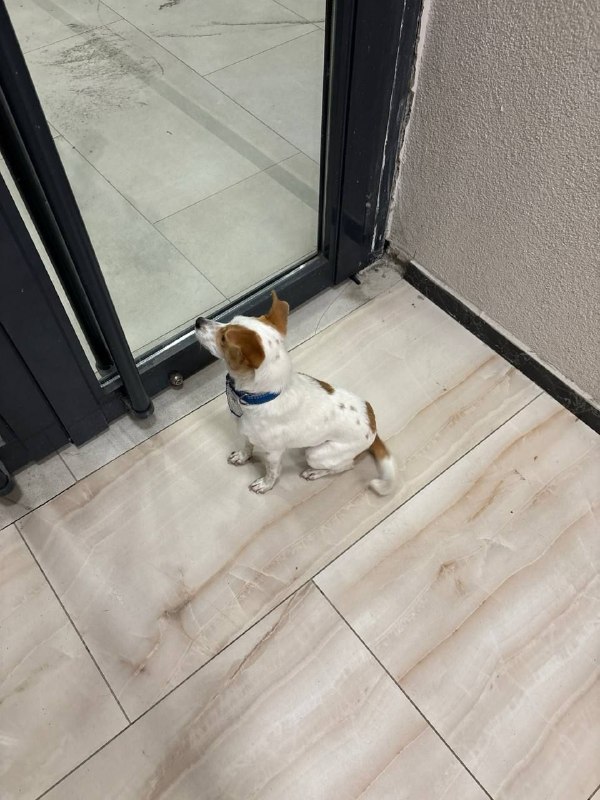 🐕 НАЙДЕНА СОБАКА — фото 1