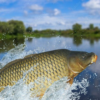 N1 BALIQCHILAR🐟🐟🐟