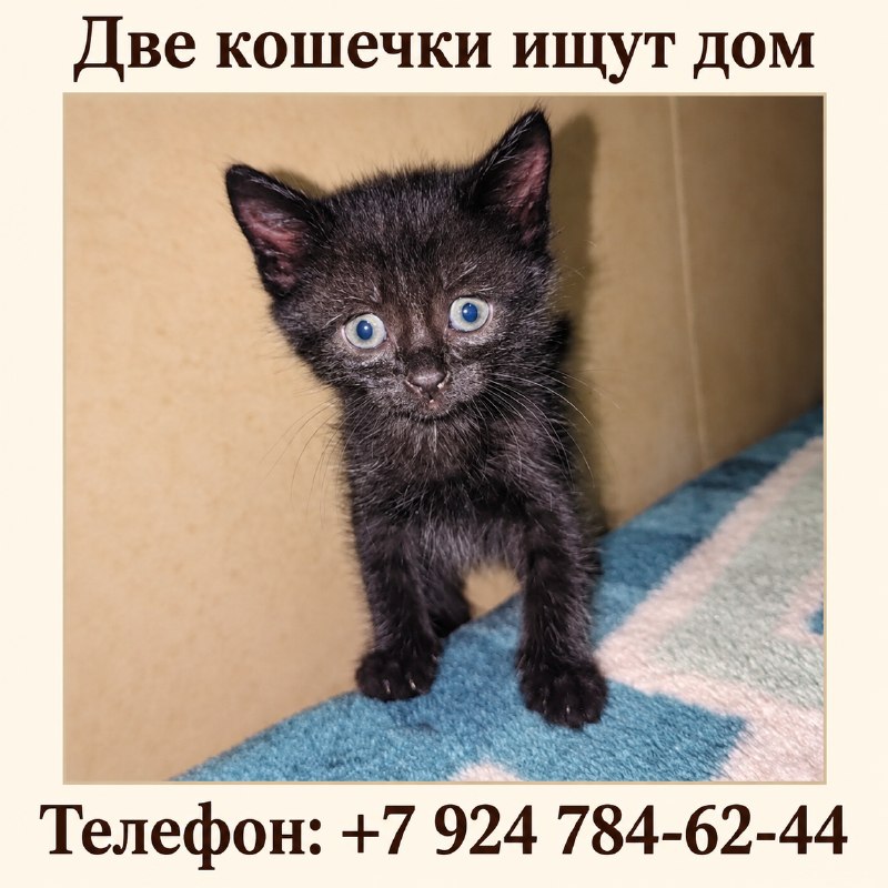 Двум кошечкам нужен дом. Их нашли вместе с мамой и...