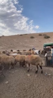 مستوطنون يشنّون جولات استفزازية في خربة سمرة بالأغوار الشمالية
