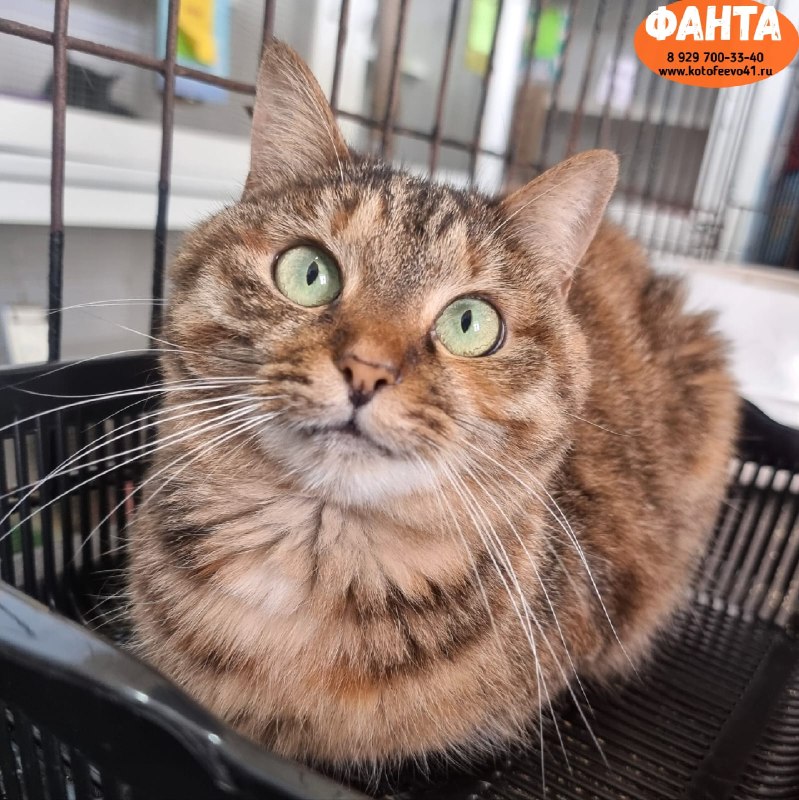 Кошечка *Фанта*
Полосатая милашка с очаровательным...